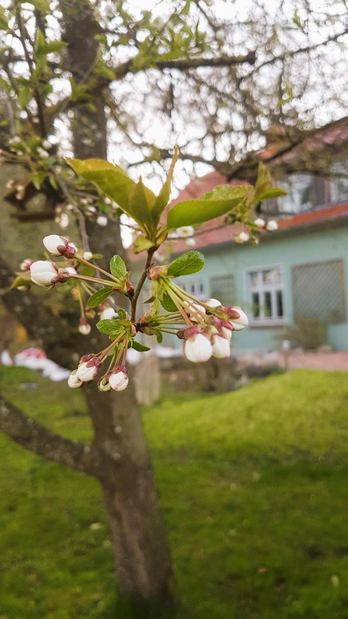 Ferienhaus Salvia Gremersdorf-Buchholz Esterno foto