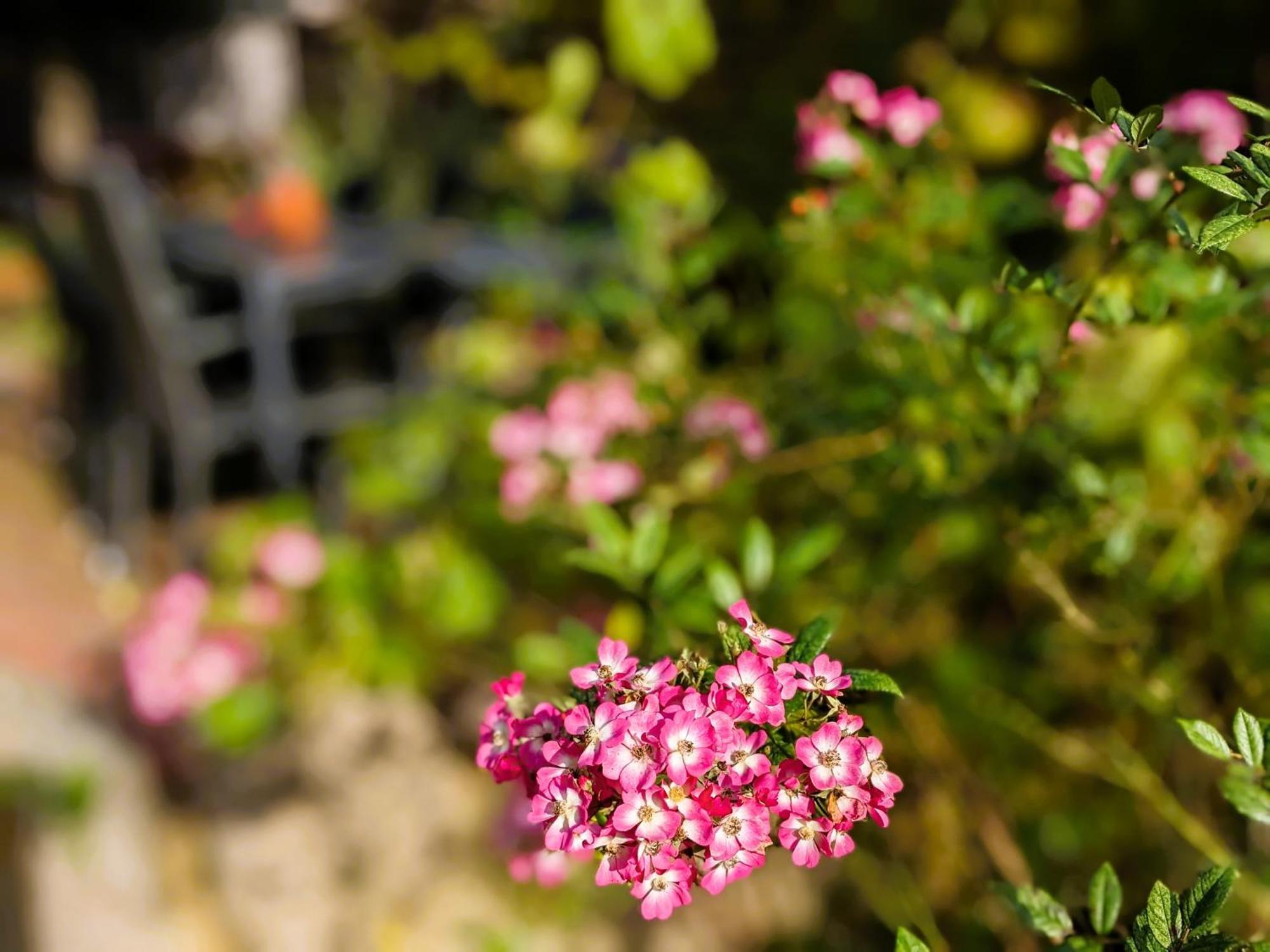 Ferienhaus Salvia Gremersdorf-Buchholz Esterno foto