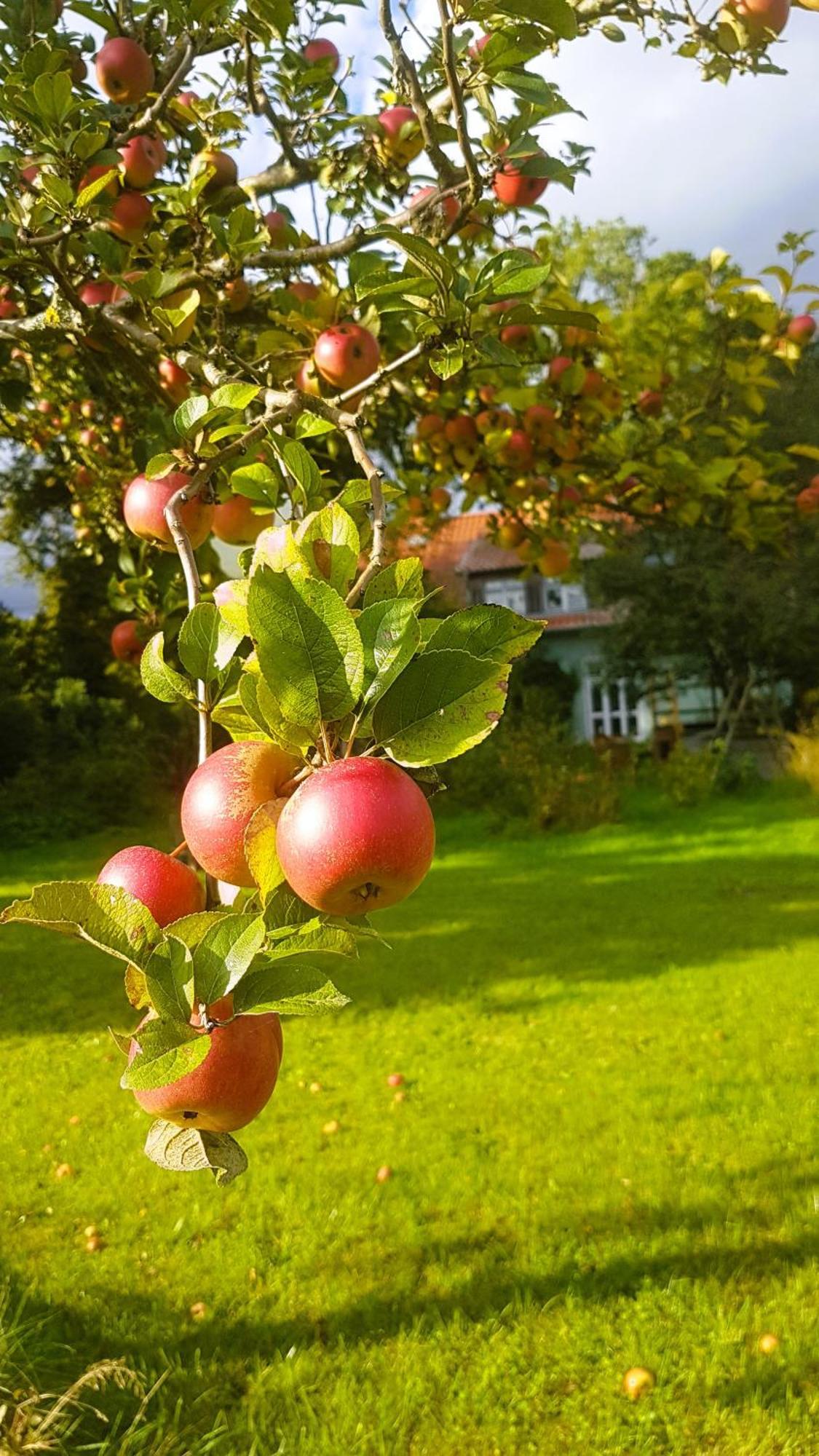 Ferienhaus Salvia Gremersdorf-Buchholz Esterno foto
