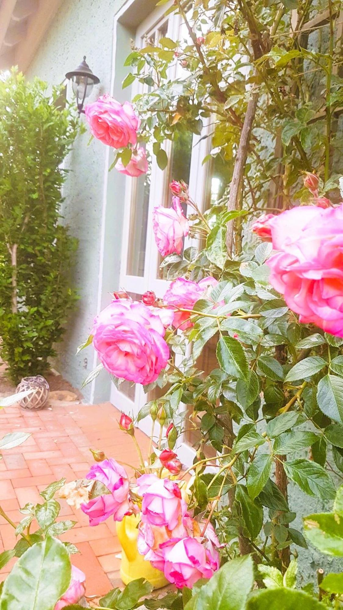 Ferienhaus Salvia Gremersdorf-Buchholz Esterno foto