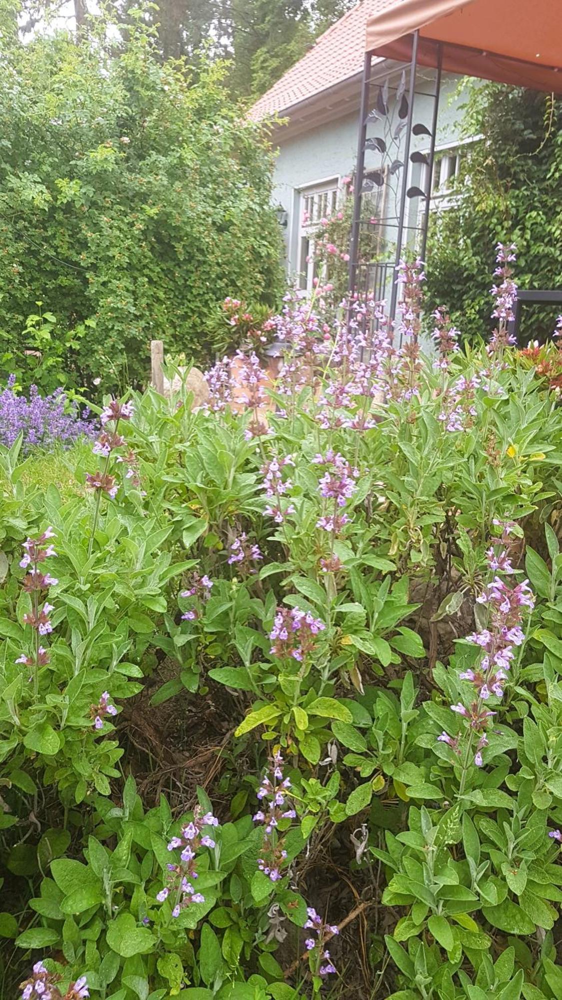 Ferienhaus Salvia Gremersdorf-Buchholz Esterno foto